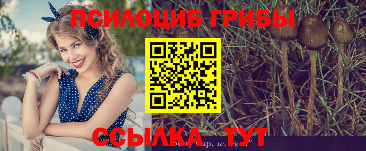 Галлюциногенные грибы Psilocybe Кыштым